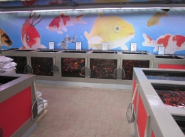 (Aquarium) Fische