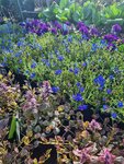 Gartenpflanzen