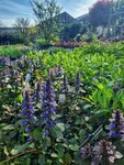 Gartenpflanzen