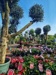 Gartenpflanzen