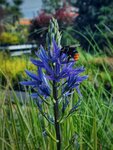 Gartenpflanzen