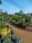 Gartenpflanzen