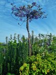 Gartenpflanzen