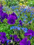 Gartenpflanzen