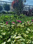 Gartenpflanzen
